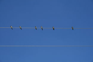 AC Milan-世界青少年羽毛球邀请赛掀起“羽毛狂潮”